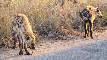 Iena al Kruger mentre gioca con gli occhiali caduti a un turista sbadato